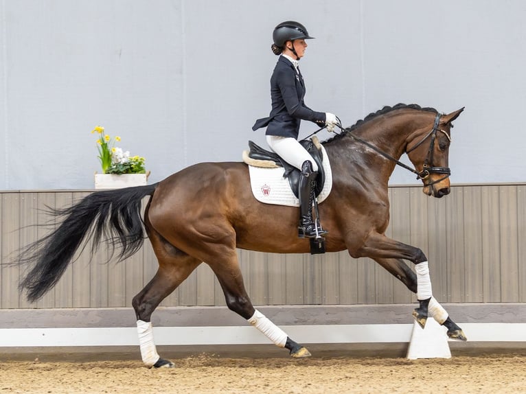 Duits sportpaard Merrie 5 Jaar 173 cm Donkerbruin in Münster-Handorf