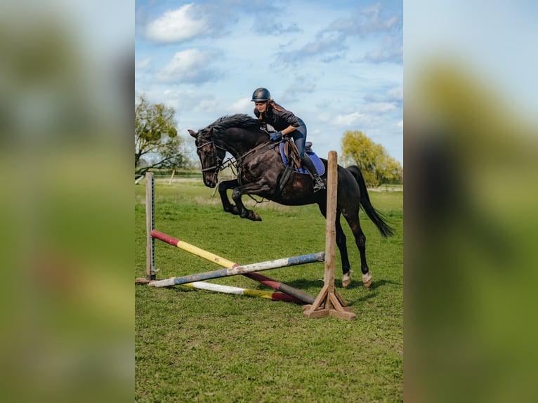 Duits sportpaard Merrie 5 Jaar 173 cm Zwart in Zehdenick