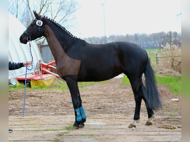 Duits sportpaard Merrie 5 Jaar 173 cm Zwart in Zehdenick