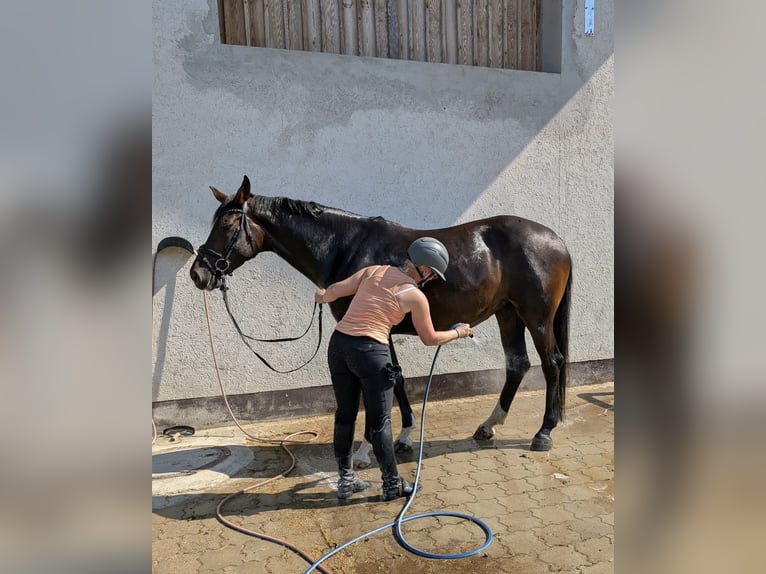 Duits sportpaard Merrie 5 Jaar 173 cm Zwartbruin in Erharting