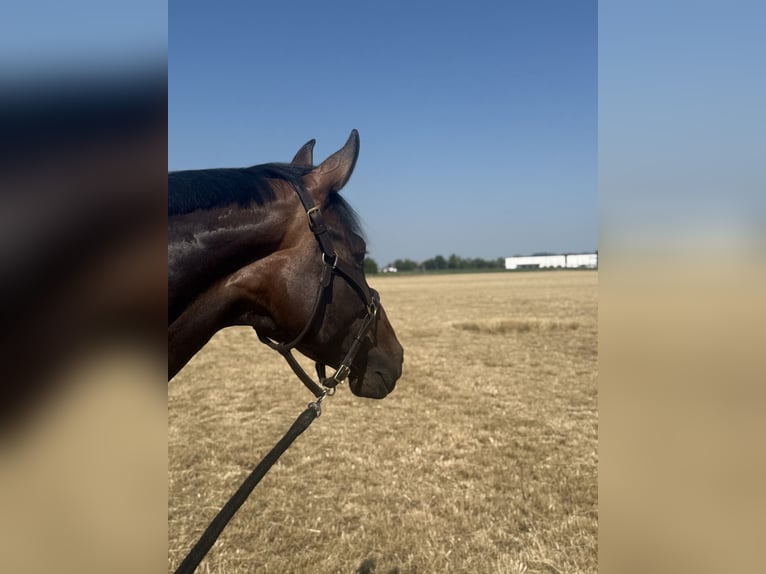 Duits sportpaard Merrie 5 Jaar 173 cm Zwartbruin in Erharting