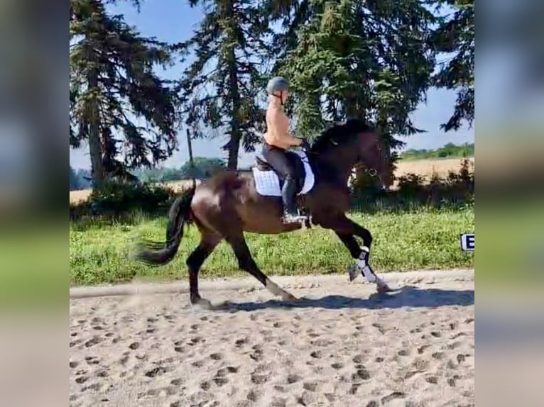 Duits sportpaard Merrie 5 Jaar 173 cm Zwartbruin in Erharting