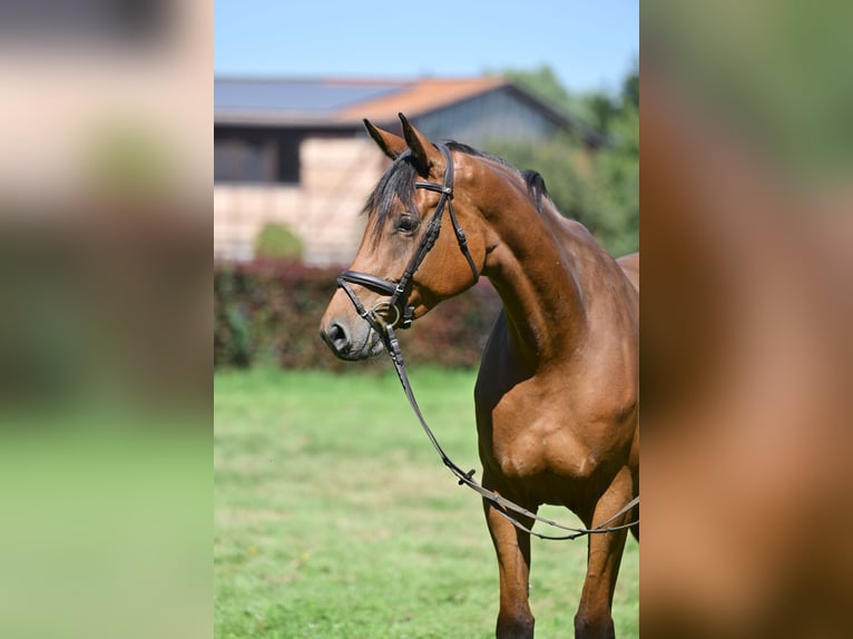 Duits sportpaard Merrie 5 Jaar 174 cm Bruin in Zossen OT Horstfelde