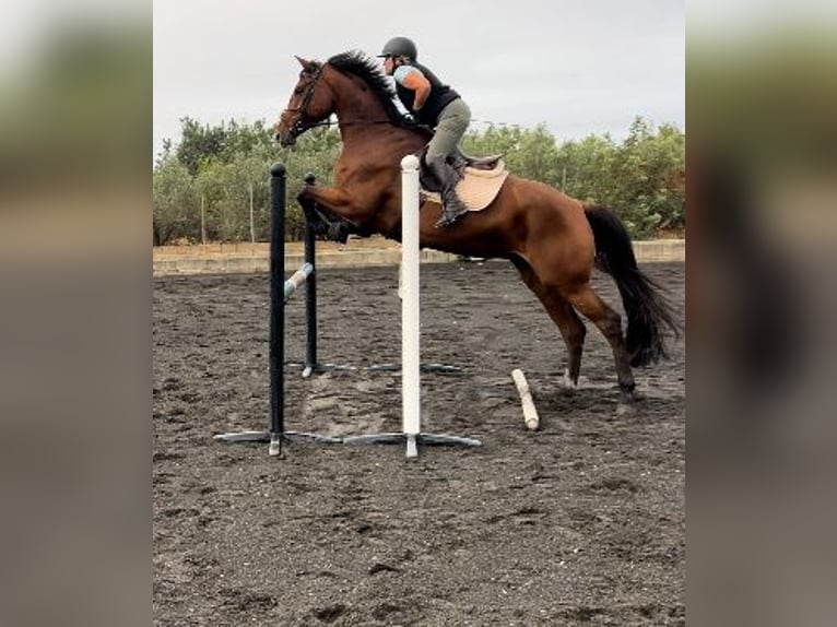 Duits sportpaard Merrie 5 Jaar 175 cm Roodbruin in Marratxí