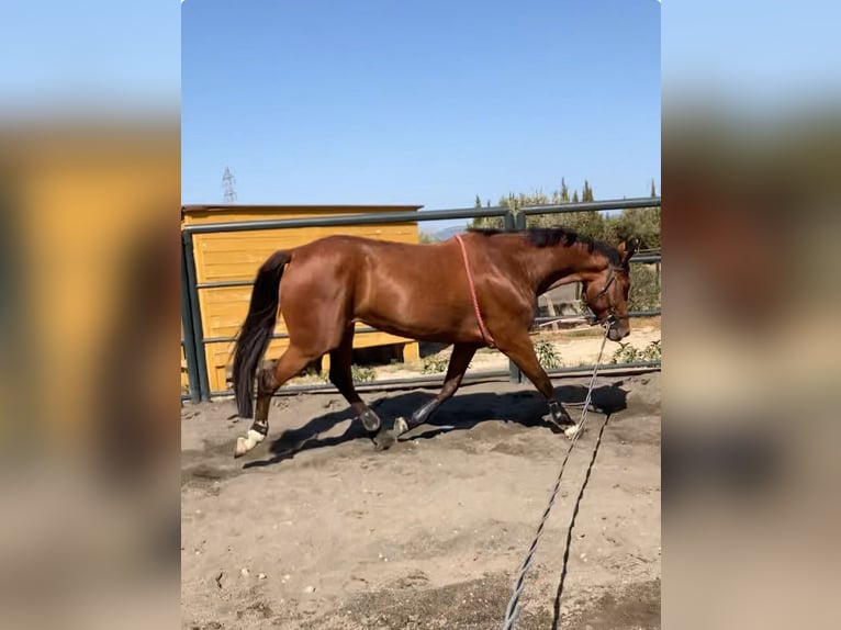 Duits sportpaard Merrie 5 Jaar 175 cm Roodbruin in Marratxí