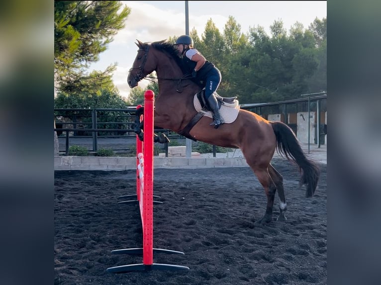 Duits sportpaard Merrie 5 Jaar 175 cm Roodbruin in Marratxí