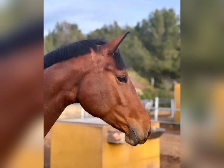 Duits sportpaard Merrie 5 Jaar 175 cm Roodbruin in Marratxí