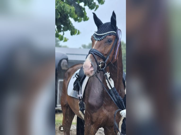 Duits sportpaard Merrie 5 Jaar 175 cm Vos in Vechta