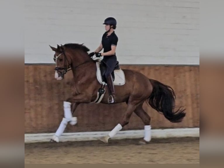 Duits sportpaard Merrie 5 Jaar 175 cm Vos in Vechta