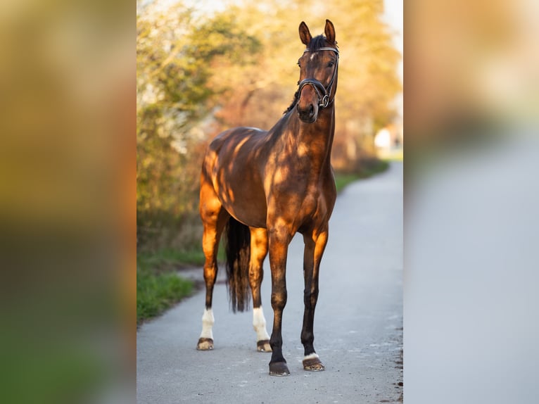 Duits sportpaard Merrie 5 Jaar 176 cm Bruin in Lechbruck