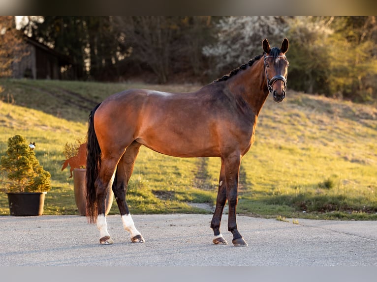 Duits sportpaard Merrie 5 Jaar 176 cm Bruin in Lechbruck