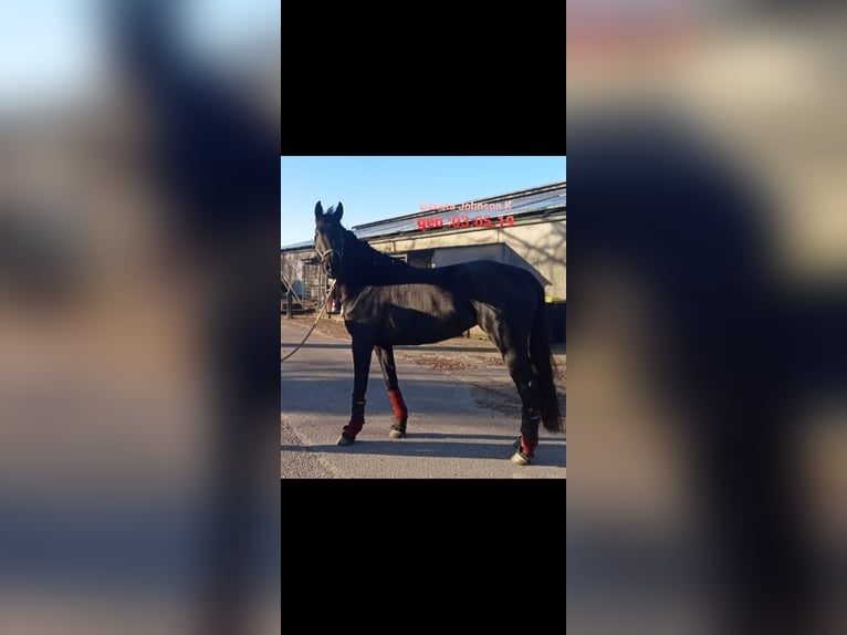 Duits sportpaard Merrie 5 Jaar 180 cm Zwart in Kleve