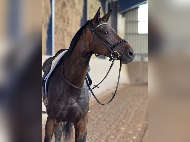 Duits sportpaard Merrie 5 Jaar Donkerbruin in Bexbach