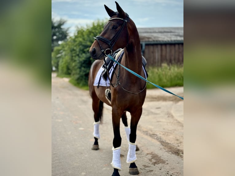 Duits sportpaard Merrie 5 Jaar Donkerbruin in Bexbach
