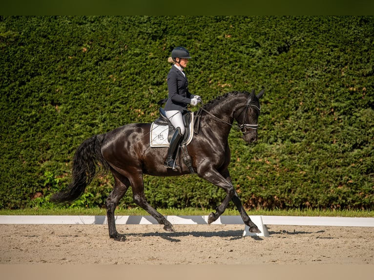 Duits sportpaard Merrie 5 Jaar Zwart in Dessau
