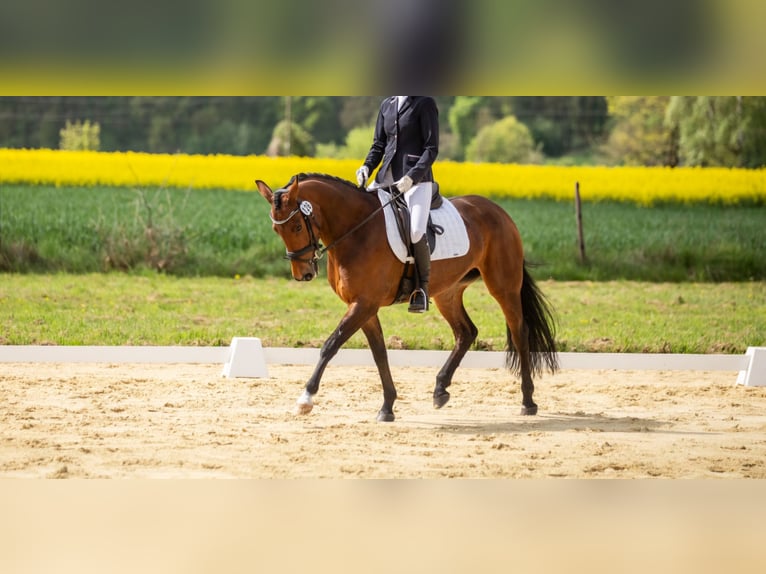 Duits sportpaard Merrie 6 Jaar 155 cm Bruin in Gangkofen