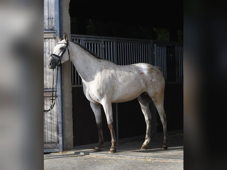 Duits sportpaard Merrie 6 Jaar 157 cm Appaloosa in Geilenkirchen