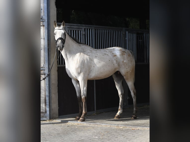 Duits sportpaard Merrie 6 Jaar 157 cm Appaloosa in Geilenkirchen
