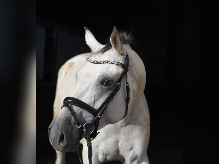 Duits sportpaard Merrie 6 Jaar 157 cm Appaloosa in Geilenkirchen