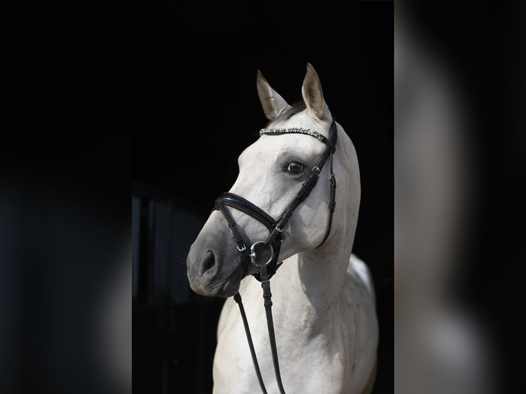 Duits sportpaard Merrie 6 Jaar 157 cm Appaloosa in Geilenkirchen