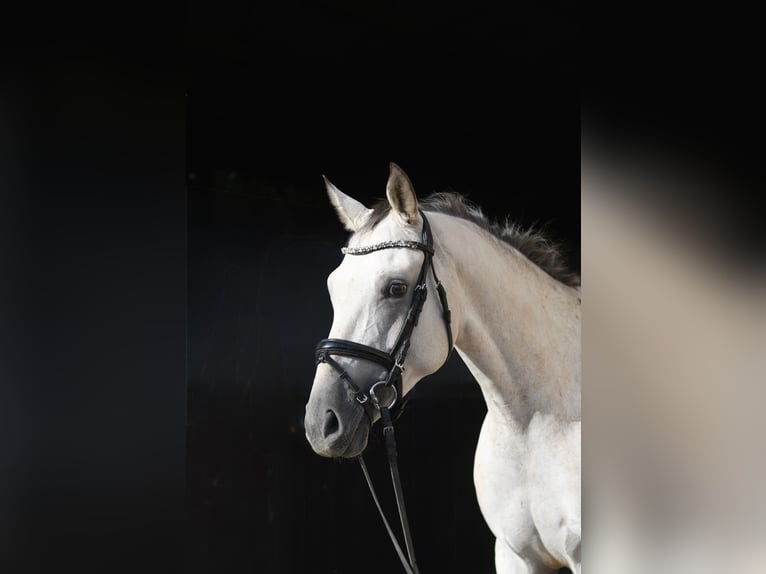 Duits sportpaard Merrie 6 Jaar 157 cm Appaloosa in Geilenkirchen