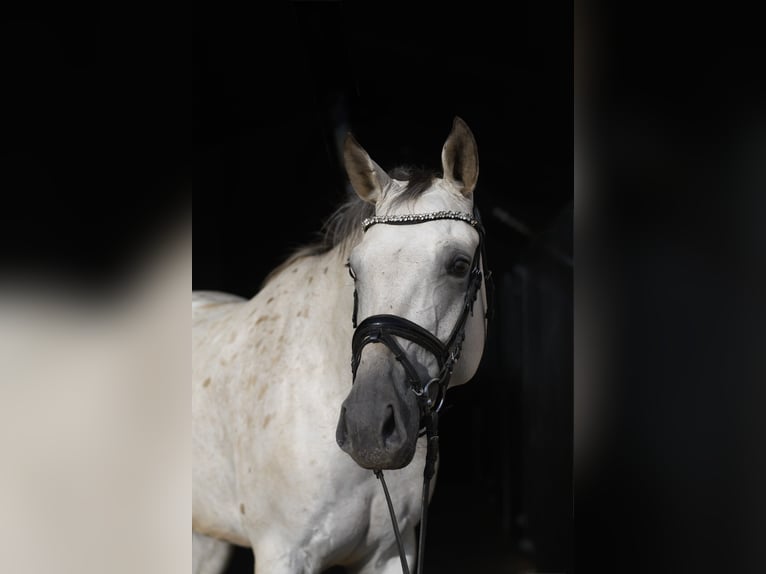 Duits sportpaard Merrie 6 Jaar 157 cm Appaloosa in Geilenkirchen
