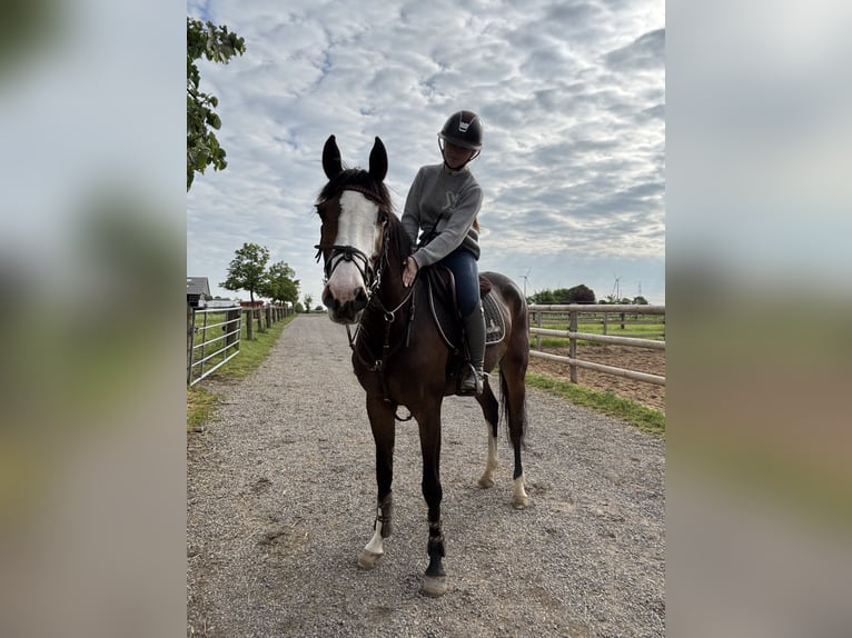 Duits sportpaard Merrie 6 Jaar 158 cm Donkerbruin in Grevenbroich
