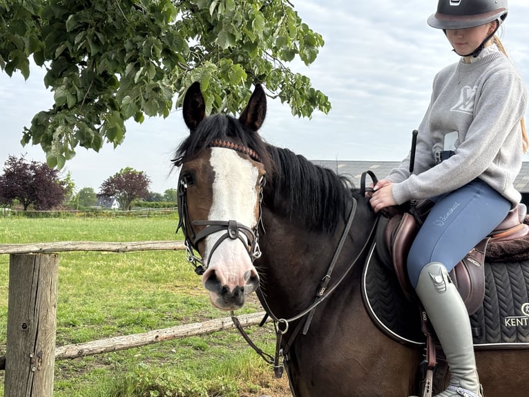 Duits sportpaard Merrie 6 Jaar 158 cm Donkerbruin in Grevenbroich