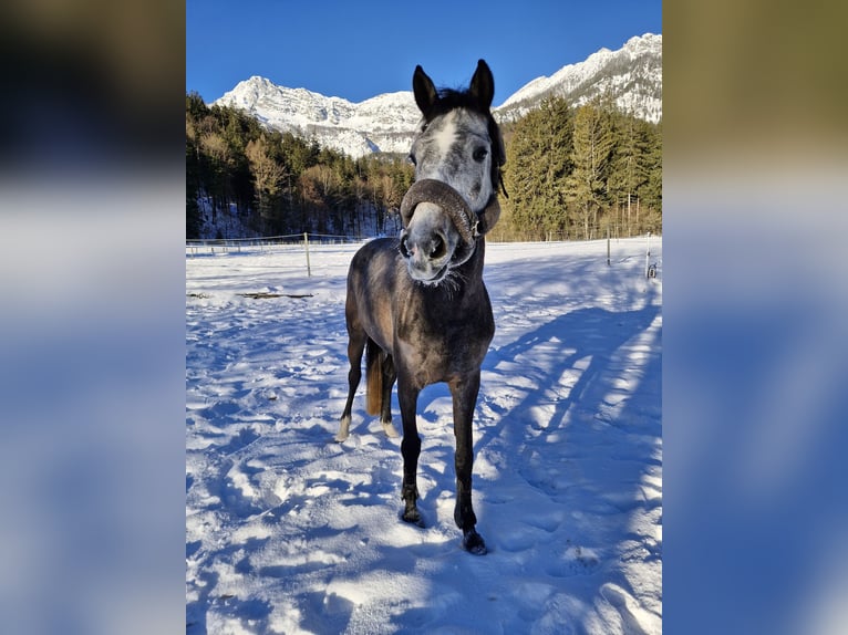 Duits sportpaard Merrie 6 Jaar 160 cm Appelschimmel in Bischofswiesen