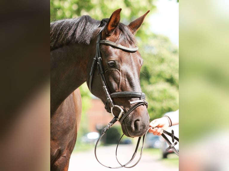 Duits sportpaard Merrie 6 Jaar 160 cm Donkere-vos in Rohrlack