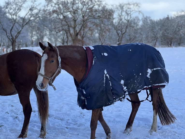 Duits sportpaard Merrie 6 Jaar 160 cm Vos in Schiffdorf