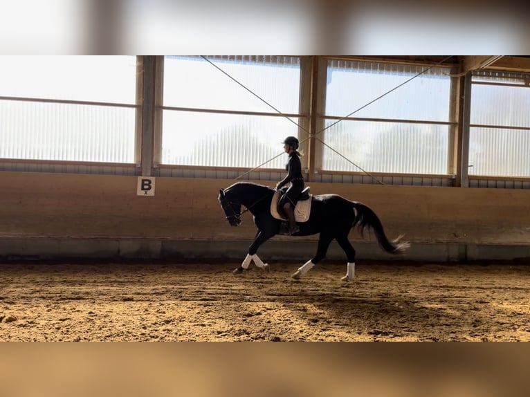 Duits sportpaard Merrie 6 Jaar 160 cm Zwart in Langerringen