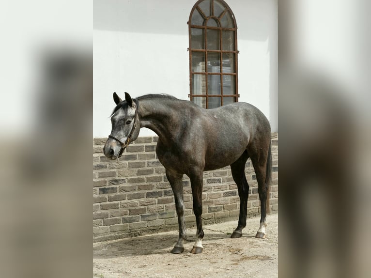Duits sportpaard Merrie 6 Jaar 161 cm Appelschimmel in Willich