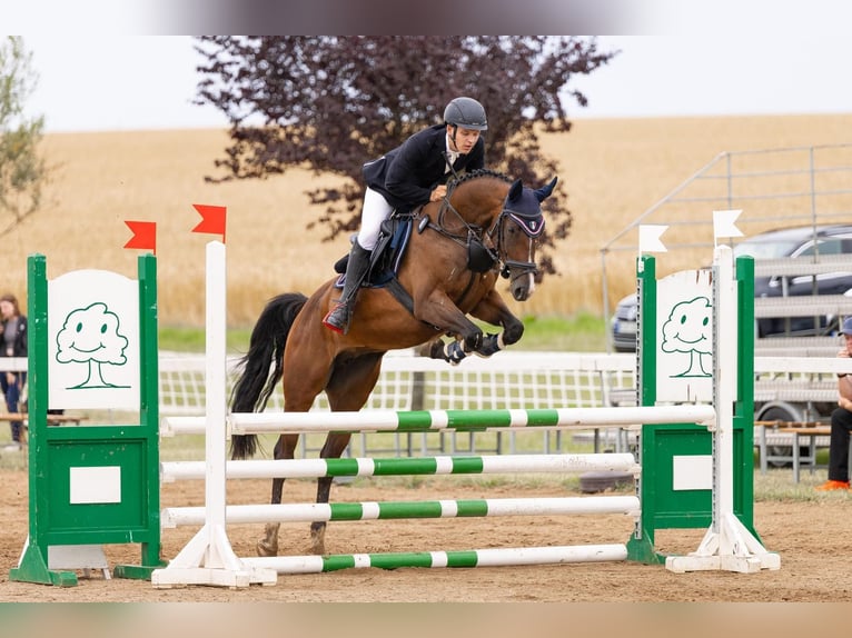 Duits sportpaard Merrie 6 Jaar 162 cm Bruin in Leipzig