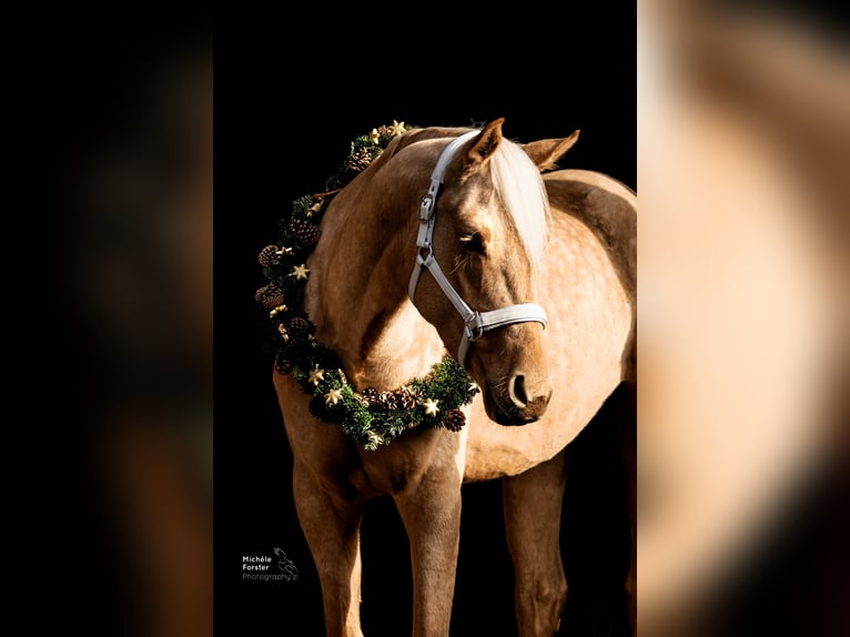 Duits sportpaard Merrie 6 Jaar 163 cm Palomino in Bad Zurzach