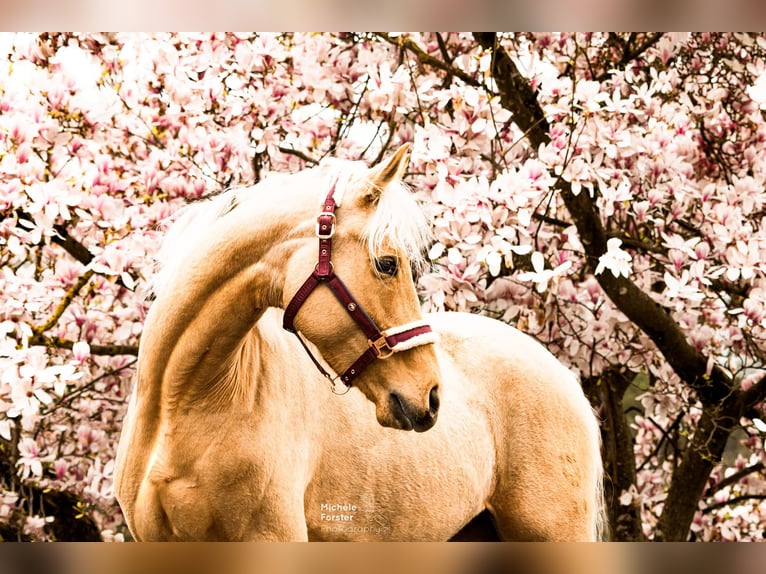 Duits sportpaard Merrie 6 Jaar 163 cm Palomino in Bad Zurzach