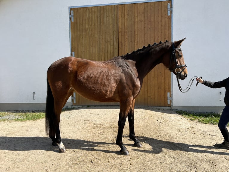 Duits sportpaard Merrie 6 Jaar 164 cm Brauner in Harsdorf