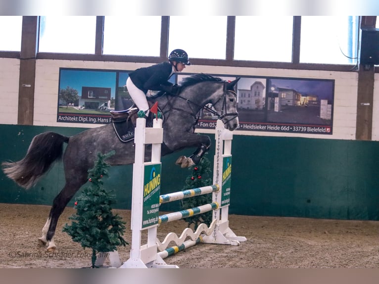 Duits sportpaard Merrie 6 Jaar 164 cm Schimmel in Bielefeld