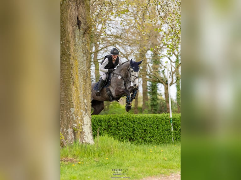 Duits sportpaard Merrie 6 Jaar 164 cm Schimmel in Kerken