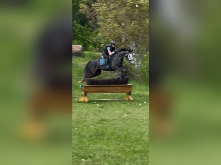 Duits sportpaard Merrie 6 Jaar 164 cm Schimmel in Kerken