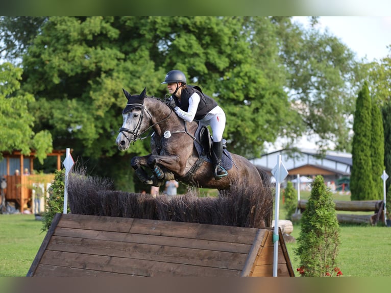 Duits sportpaard Merrie 6 Jaar 164 cm Schimmel in Kerken