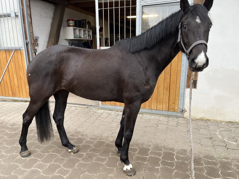 Duits sportpaard Merrie 6 Jaar 164 cm Zwart in Bleicherode