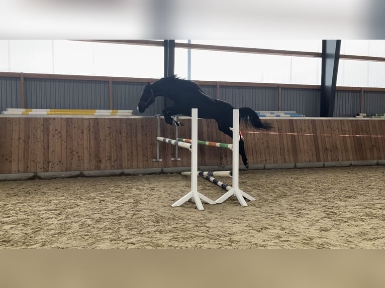 Duits sportpaard Merrie 6 Jaar 164 cm Zwart in Bleicherode