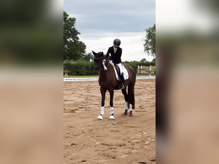 Duits sportpaard Merrie 6 Jaar 164 cm Zwartbruin in Leipzig