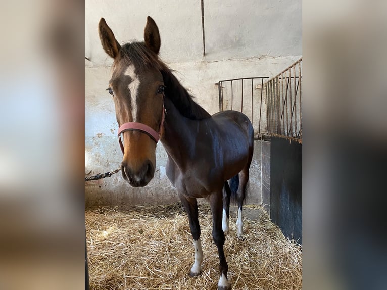 Duits sportpaard Merrie 6 Jaar 165 cm Bruin in Eilenburg