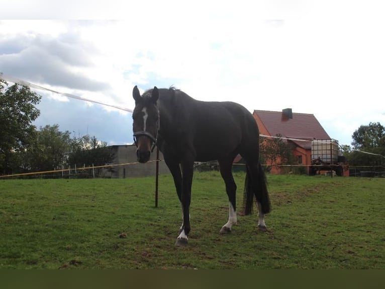 Duits sportpaard Merrie 6 Jaar 165 cm Bruin in Eilenburg