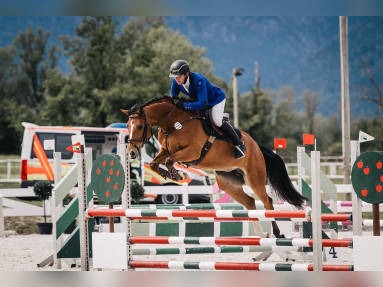 Duits sportpaard Merrie 6 Jaar 165 cm Bruin in Moosach