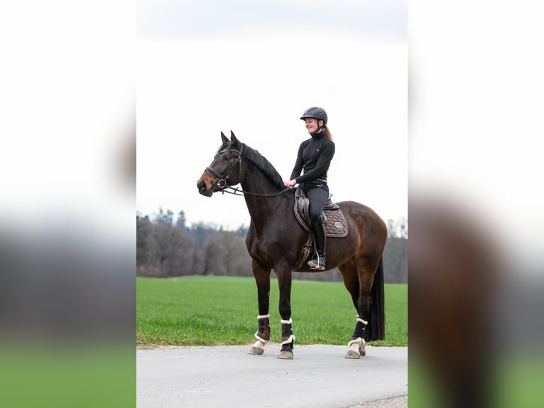 Duits sportpaard Merrie 6 Jaar 165 cm Bruin in Kraiburg am Inn