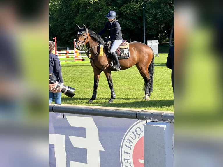 Duits sportpaard Merrie 6 Jaar 165 cm Bruin in Giebelstadt