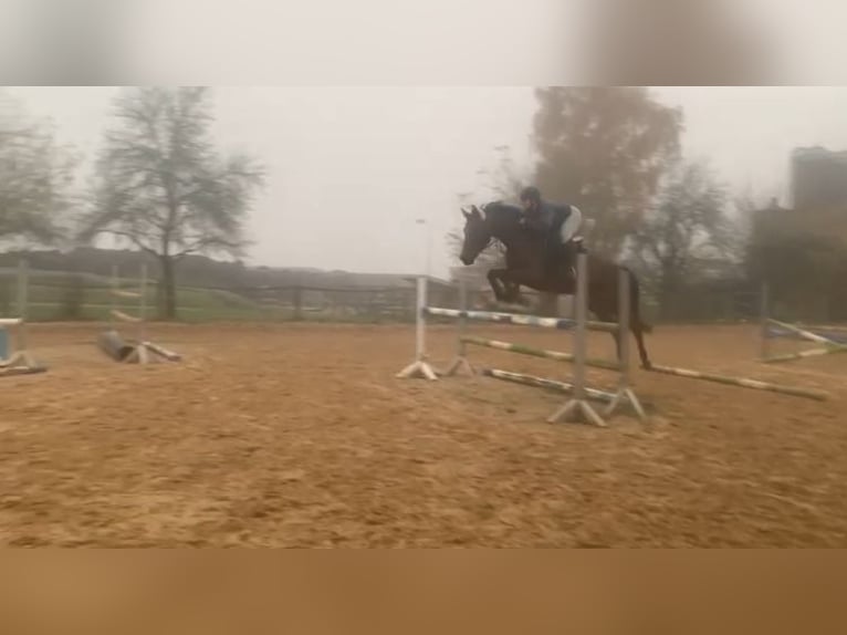 Duits sportpaard Merrie 6 Jaar 165 cm Bruin in Ippenschied